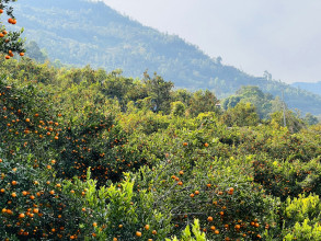 मकै, कोदो फल्ने बारीभरि लटरम्म सुन्तलाः एकै सिजनमा १५ लाखको बिक्री