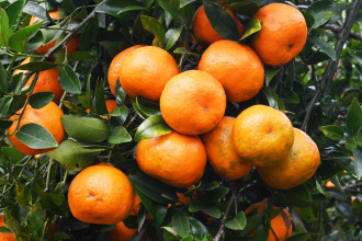 पर्वतबाट ३२ करोडको सुन्तला निर्यात