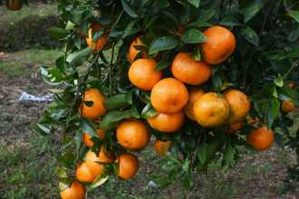 लटरम्म फलेको सुन्तला बगान (तस्बिरहरु)