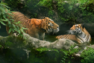 बाघ दिवसमा 'बघौरा' र 'महारानी' हेर्न जावलाखेलमा भीड (तस्बिरसहित)