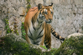 बाँकेमा पाँच थान क्यामेरा जडान गरेर मान्छे मार्ने बाघको खोजी