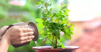 आज हरिशयनी एकादशी, घरघरमा तुलसीको बिरुवा सारिँदै
