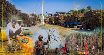 उखुको सिजनसँगै चुनावी मौसमः कस्तो नेतृत्व छान्दै छन् सर्लाहीका मतदाता?