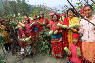 सामूहिक कृषि महिलाको जीविकोपार्जनको आधार बन्दै