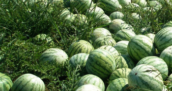 पोखरा महानगरका किसानले फलाए एक सिजनमै दुई करोडको खरबुजा