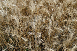 कैलालीका पालिकाको आग्रह–गहुँका नल सफाइ गर्दा खेतबारीमा आगो नलगाउनू