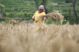 गहुँबाली भित्र्याउँँदै भक्तपुरका किसान (तस्बिरसहित)