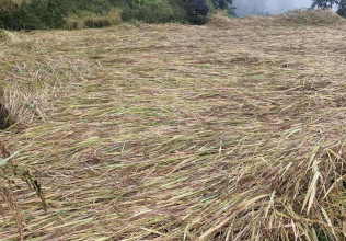 इलाममा पाक्न लागेको धानबालीमा वर्षाले क्षति, किसान चिन्तित