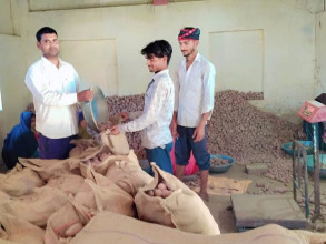 आलुको बीउ ‘ग्रेडिङ’ गर्दै मौर्य