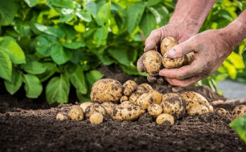 बागलुङमा ६० हजार टन आलु उत्पादन