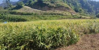 दाङका अदुवा किसान मारमा, बारीमै कुहिन थाल्यो अदुवा