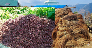 भारतमा हुन्छ अलैंची/अम्रिसो ११ अर्बको निर्यात, तेस्रोमुलुक पठाउन सके अझै बढ्छ आम्दानी