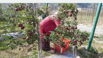 मुस्ताङमा स्याउको उत्पादन घट्यो, आम्दानी बढ्यो