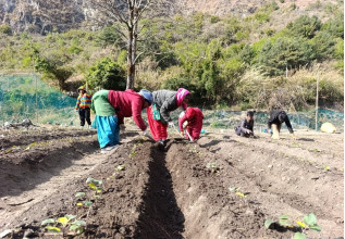 मुस्ताङको बागवानीमा ‘हाईब्रिड’ स्याउका बिरुवा उत्पादन गर्न सुरु