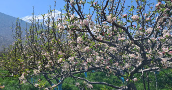 मुस्ताङमा फूल फुलेर स्याउ बगैँचा सेताम्मे, किसान उत्साहित