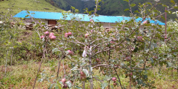 ढोरपाटनमा स्याउ उत्पादनमा गिरावट