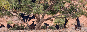 अन्तर्राष्ट्रिय आर्गानिया दिवस मनाइँदै