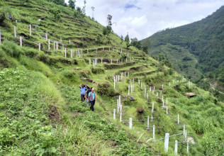 बागलुङ र पर्वतमा चक्लाबन्दी फलफूल खेती, खाली जमिन हराभरा