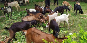 ८ लाख लगानीमा मण्डनदेउपुरका किसानले थाले सामूहिक बाख्रापालन