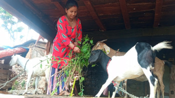 व्यावसायिक बाख्रापालनमा जम्दै रामपुरका महिला, आर्थिक क्षेत्रमा अब्बल बन्दै