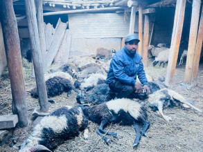 मुस्ताङमा खोरमै पसेर हिउँ चितुवाले मार्‍यो १९ भेडाच्यांग्रा, करिब ६ लाखको क्षति