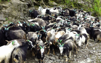 दसैंलाई पोखरामा भित्रिन थाले च्यांग्राः गत वर्षभन्दा महँगियो, रोजेको मूल्य ४६ हजार