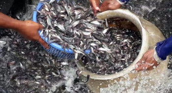 साढे ३ करोड माछाका भुरा बिक्री, ६ कराेड बिक्री गर्ने लक्ष्य