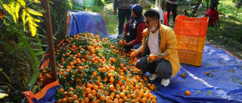 ‘राष्ट्रिय फल’ घोषणापछि झनै घट्यो सुन्तला उत्पादन