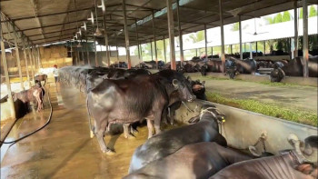 राँगाभैंसीको संख्यामा अविश्वसनीय घटबढकाे तथ्यांक, के भन्छन् सरोकारवाला?