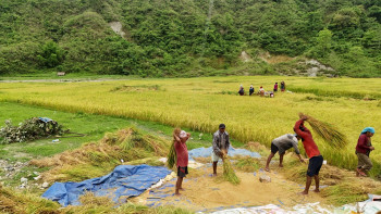 चैते धान भित्र्याउने चटारोमा तनहुँका किसान