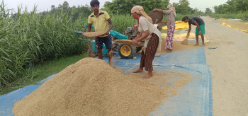 चैते धानको समर्थन मूल्य निर्धारण गरिदिन सरकारसँग किसानको माग, उत्पादित धान बिक्री भएन
