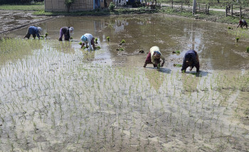 सुनसरीमा चैते धान रोपाइँको चटारो, एउटै खेतबारीमा बहुबाली लगाएर आम्दानी