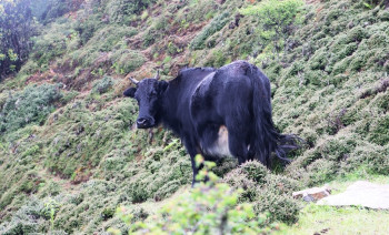 सन्दकपुरमा व्यावसायिक चौँरीपालन