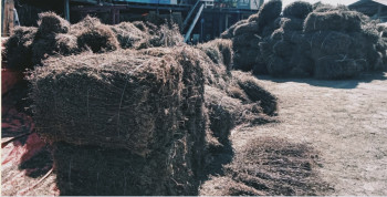 चिराइतो गिरावट आउँदा किसान चिन्तित, गत वर्षभन्दा प्रतिमन १३ हजारले घट्यो