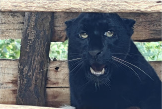 सदर चिडियाखानामा कालो रङको चितुवा