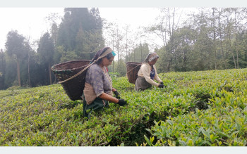बन्द हुँदै चिया उद्योग, समस्यामा किसान