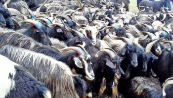 खाद्य कम्पनीले ३०० च्याङ्ग्रा काठमाडौं ल्याउँदै, मूल्य निर्धारण सोमबार हुने 
