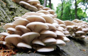 राष्ट्रिय च्याउ दिवसः नेपालमा ११५० मध्ये १०० प्रजातिका विषालु