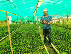 एउटै फार्मबाट एकमा ९ हजार कफीका बिरुवा बिक्री