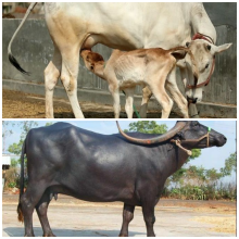 पशुमा पनि बाँझोपन समस्या बढ्दो, जन्मिन छाडे सन्तान