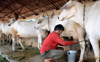 ५६ करोड लागतमा दुग्ध उत्पादन र पशुपालनसम्बन्धी ६९ आयोजना सम्पन्न