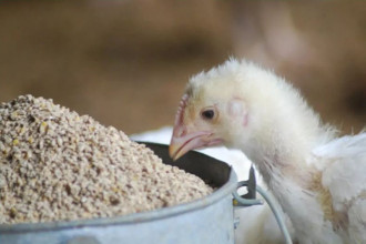 किसान दाना उद्योगको व्यापार सवा तीन अर्ब पुग्दा रेटिङमा गिरावट