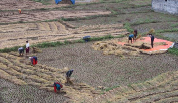 नुवाकोटका किसान बर्सातकै बीचमा धान भित्र्याउन व्यस्त
