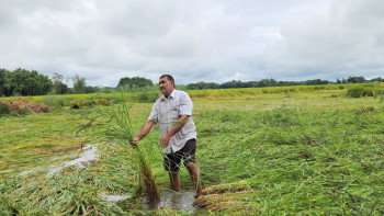बेमौसमी वर्षाले सुनसरीमा दुई अर्ब बढीको धान नष्ट