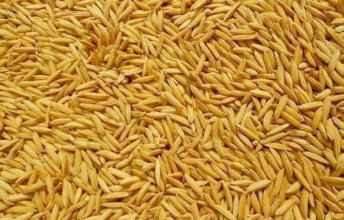 धान थन्काउने समयमा समर्थन मूल्य नपाएपछि किसान निरास