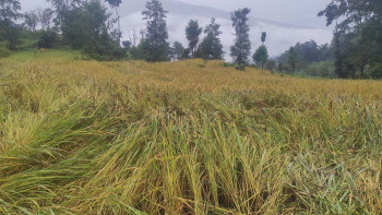 धानबाली थन्क्याउनै लाग्दा वर्षाले क्षति, किसानलाई भोकमरीको चिन्ता