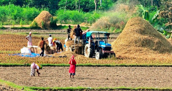 धान उत्पादन घट्ने प्रक्षेपण, वर्षाका कारण साढे ३ अर्बको क्षति