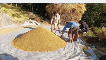 दसैँ–तिहारपछि भोजपुरका किसानलाई धान थन्क्याउन चटारो