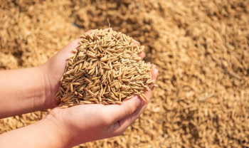 सुदूरपश्चिममा धान उत्पादन: क्षेत्रफल घट्यो, उत्पादकत्व वृद्धि