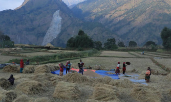 म्याग्दीमा ३‍.१ प्रतिशतले बढ्यो धान उत्पादन